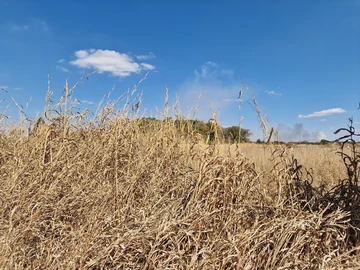 Land